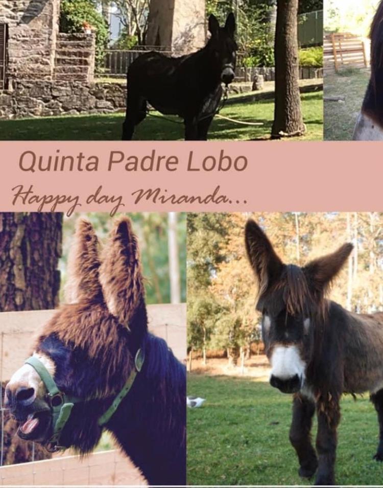 Quinta Padre Lobo Vendégház Santa Maria da Feira Kültér fotó