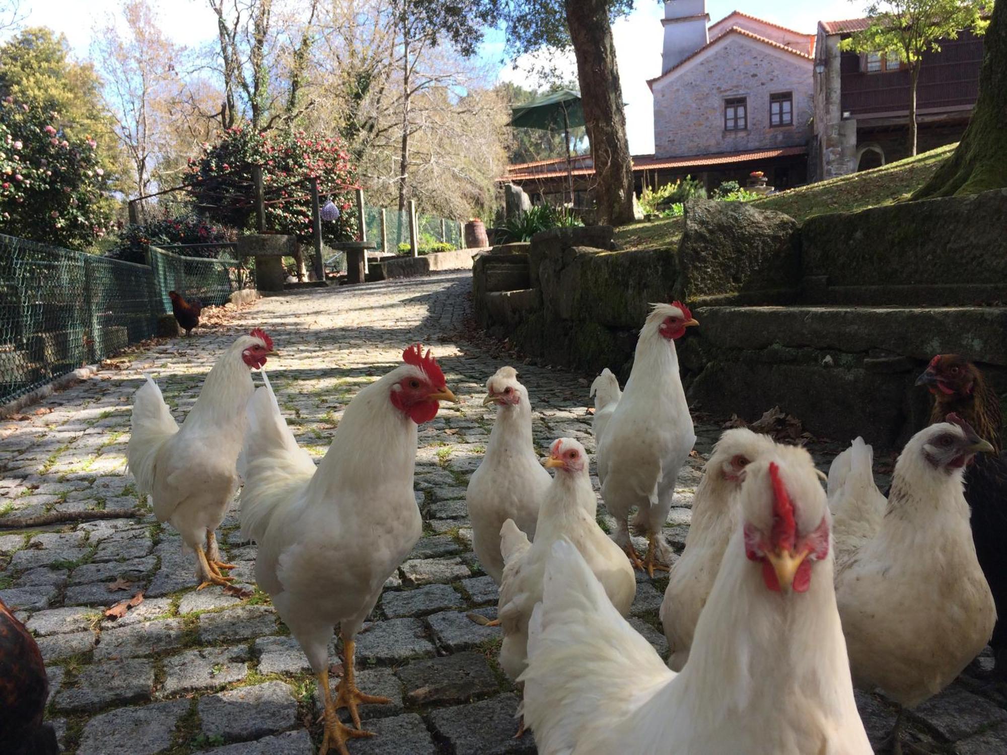 Quinta Padre Lobo Vendégház Santa Maria da Feira Kültér fotó