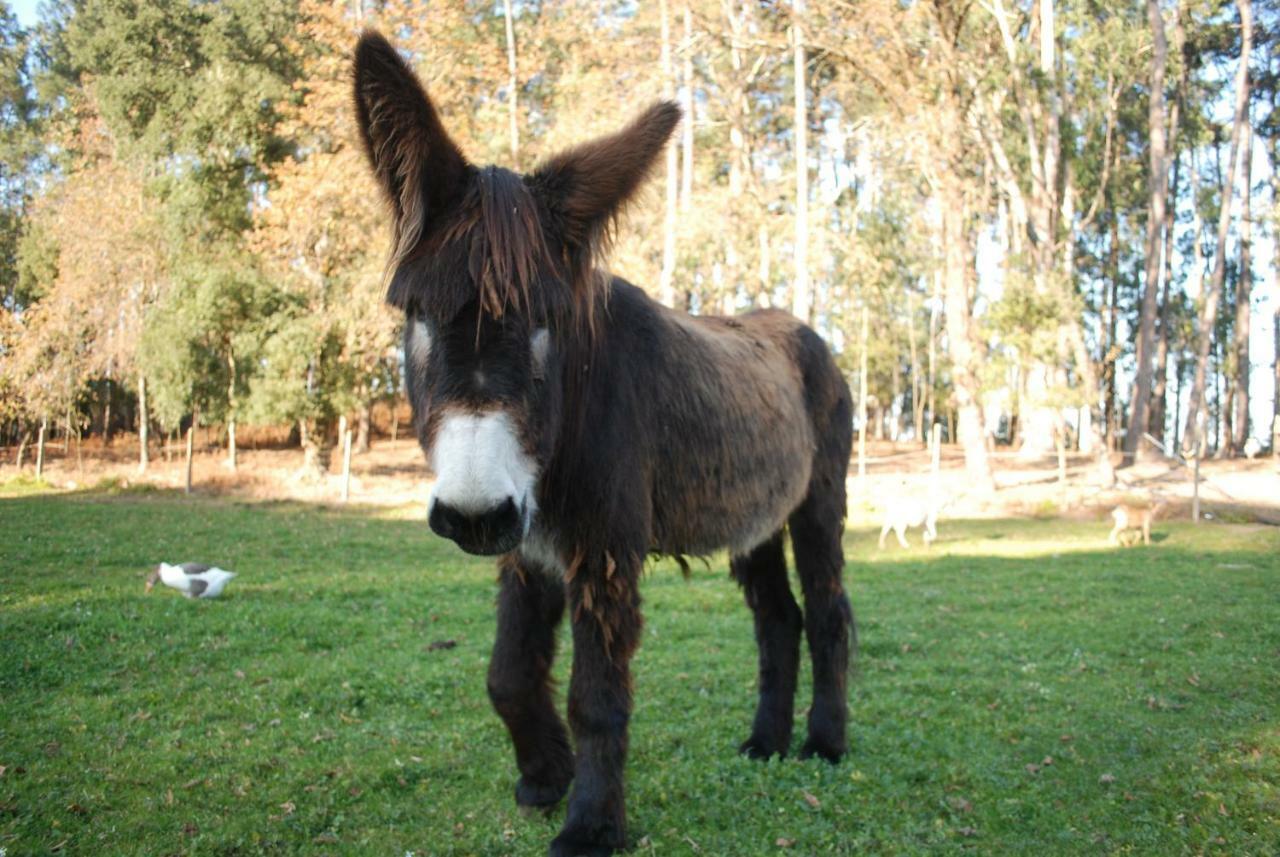 Quinta Padre Lobo Vendégház Santa Maria da Feira Kültér fotó